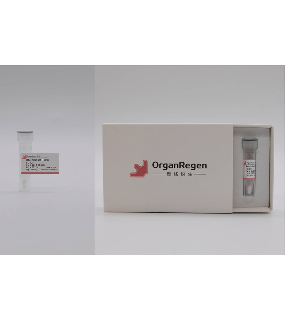 Recombinant Human FGF2