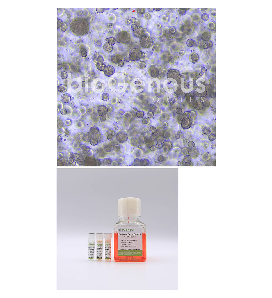Esophagus Cancer Organoid Kit食道癌