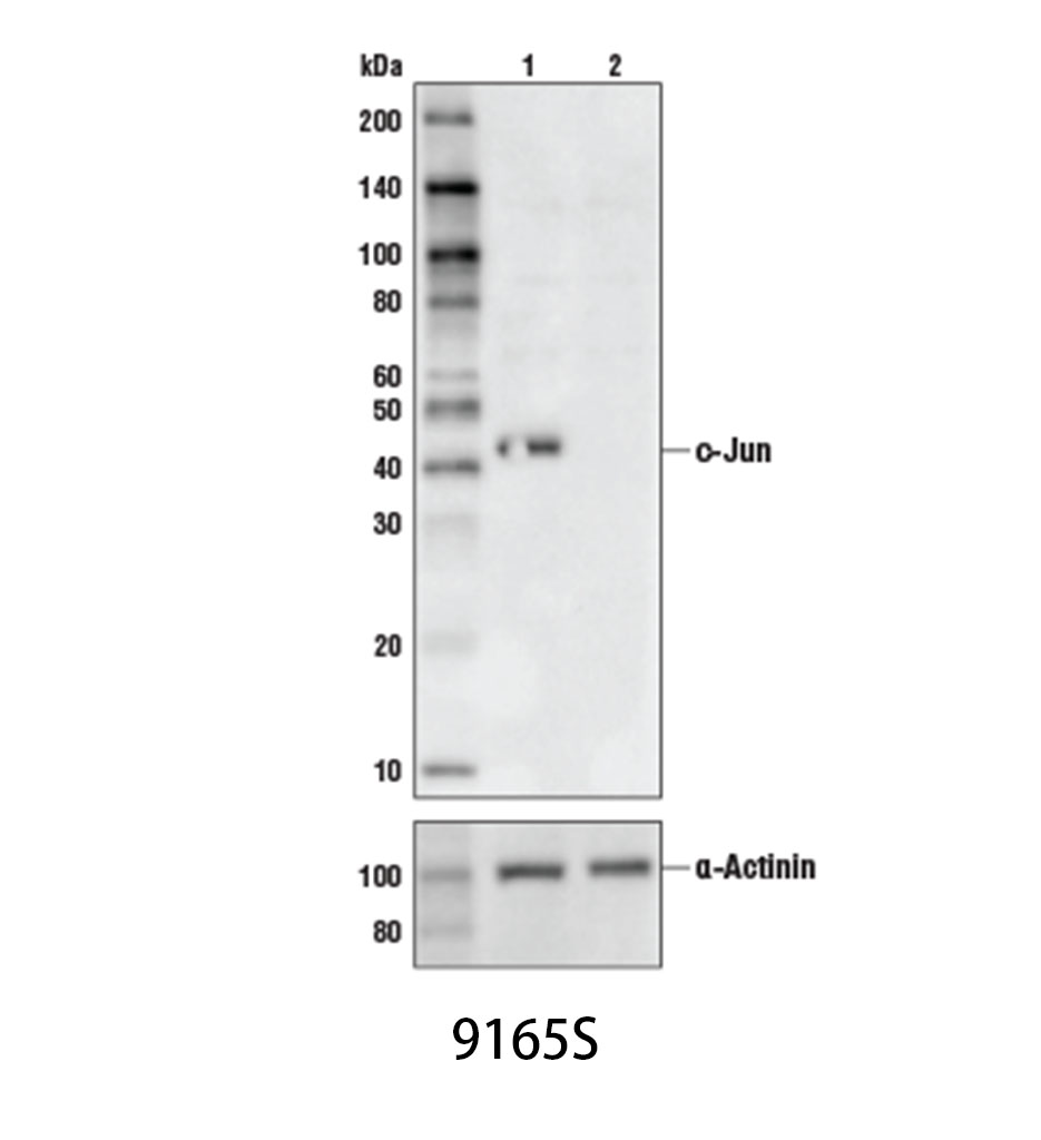 c-Jun (60A8) Rabbit mAb