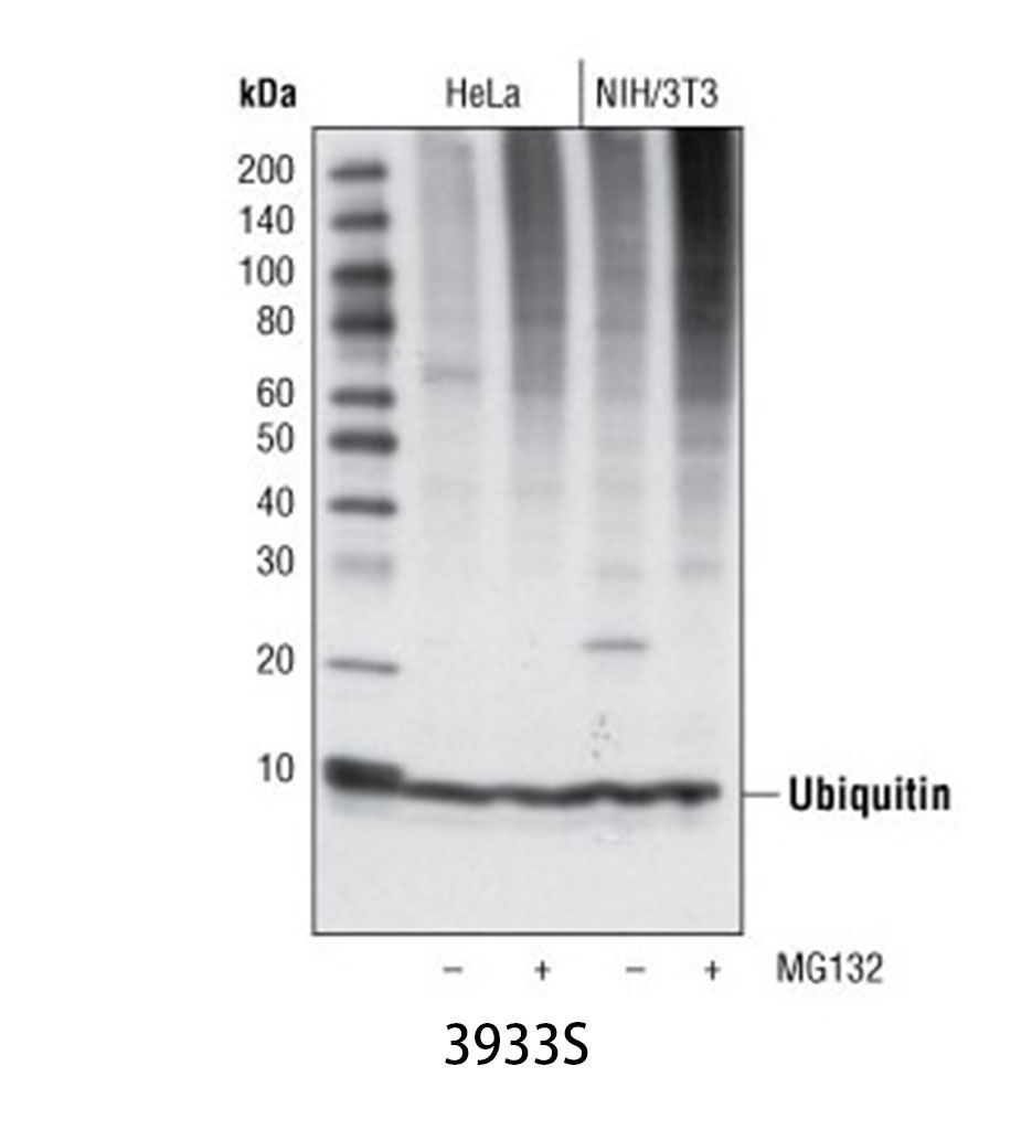 Ubiquitin Antibody
