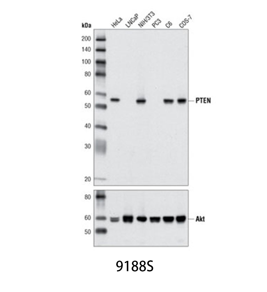 PTEN (D4.3) XP Rabbit mAb