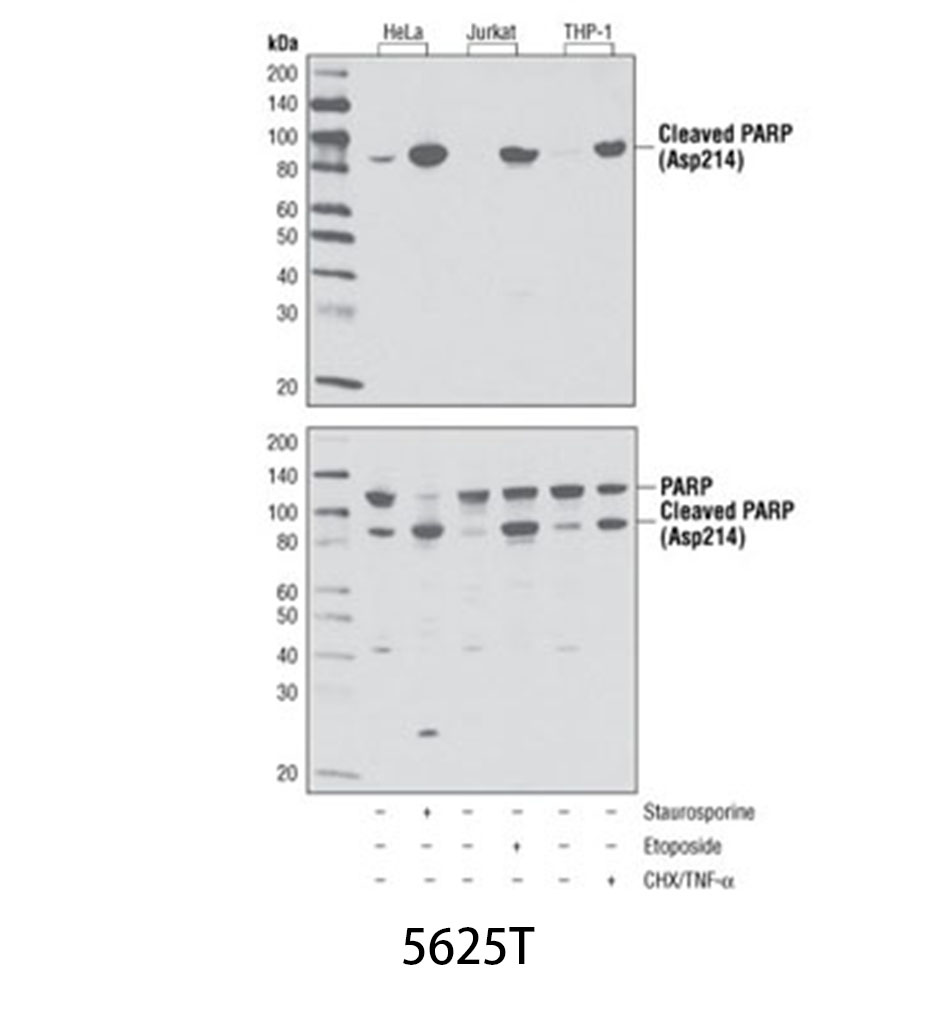 Cleaved PARP (Asp214) (D64E10) XP Rabbit mAb