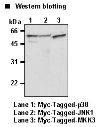 Anti-Myc-tag mAb