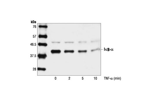 IκBα Antibody