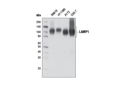 LAMP1 (D2D11) XP Rabbit mAb