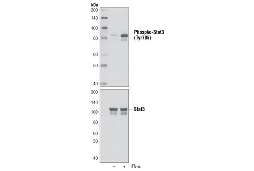Phospho-Stat3 (Tyr705) (M9C6) Mouse mAb