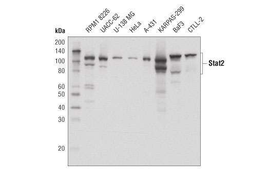 Stat2 (D9J7L) Rabbit mAb