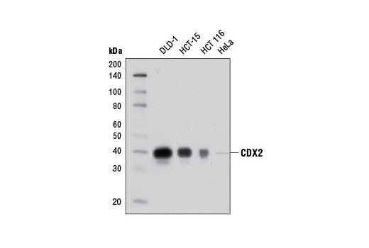 CDX2 (D11D10) Rabbit mAb