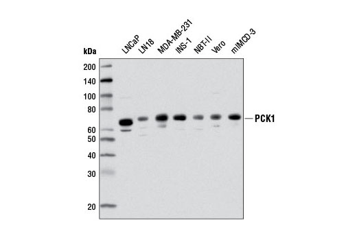 PCK1 (D12F5) Rabbit mAb