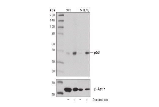 p53 (D2H9O) Rabbit mAb (Rodent Specific)