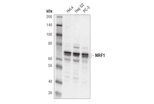 NRF1 (D9K6P) Rabbit mAb