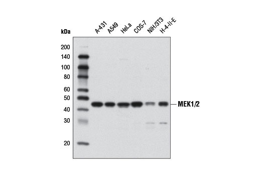 MEK1/2 (D1A5) Rabbit mAb