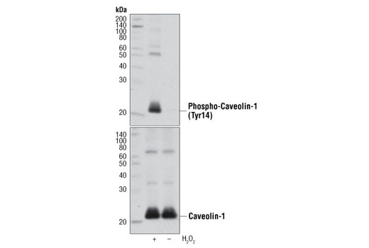 Phospho-Caveolin-1 (Tyr14) Antibody