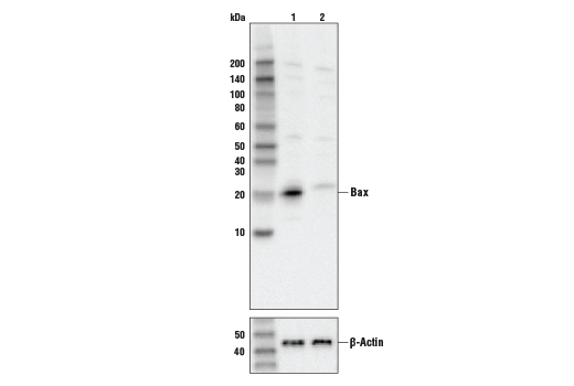 Bax Antibody
