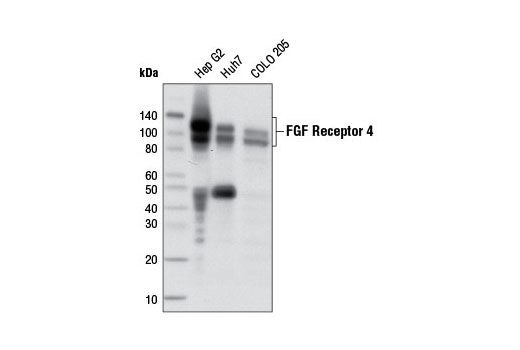 FGF Receptor 4 (D3B12) XP Rabbit mAb