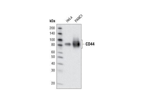CD44 (156-3C11) Mouse mAb