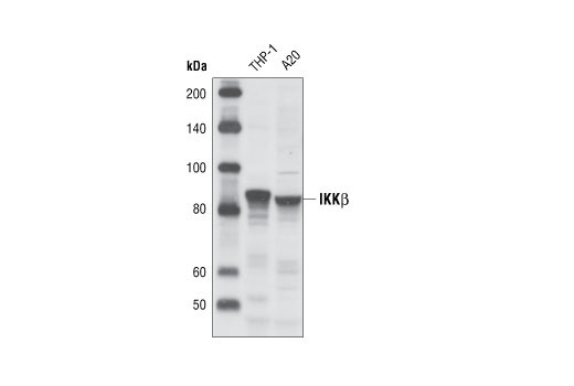IKKβ (L570) Antibody