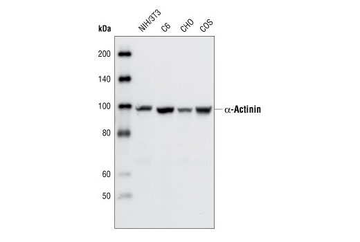 α-Actinin Antibody