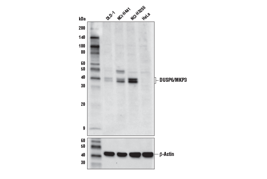 DUSP6/MKP3 Antibody