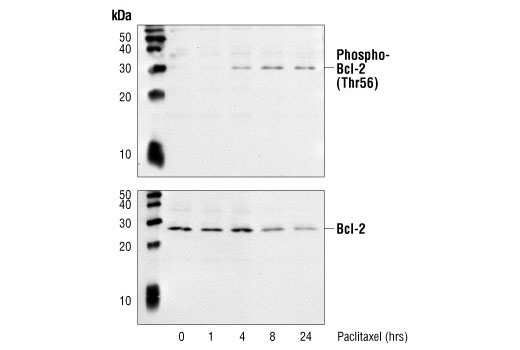 Phospho-Bcl-2 (Thr56) Antibody (Human Specific)