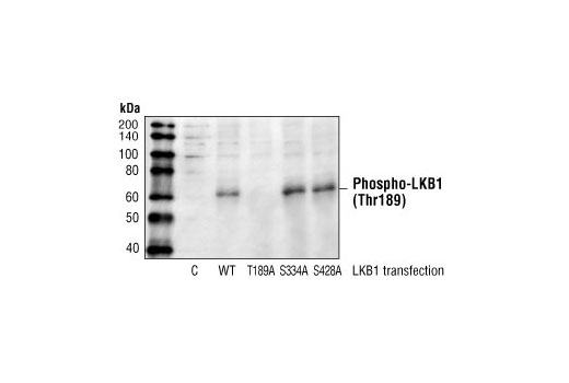 Phospho-LKB1 (Thr189) Antibody