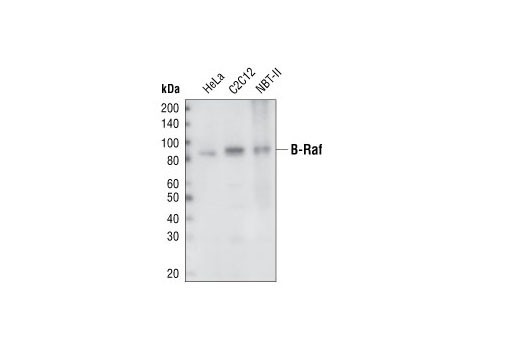 B-Raf (55C6) Rabbit mAb