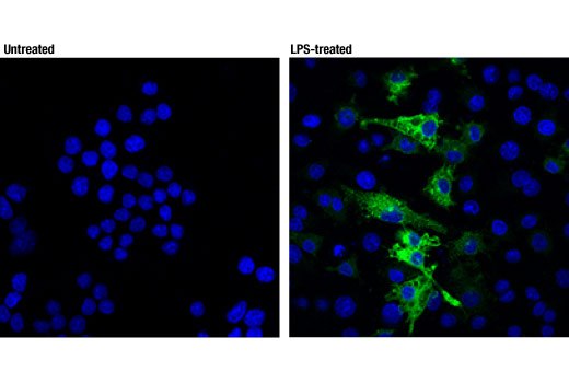 iNOS (D6B6S) Rabbit mAb (Alexa Fluor 488 Conjugate)