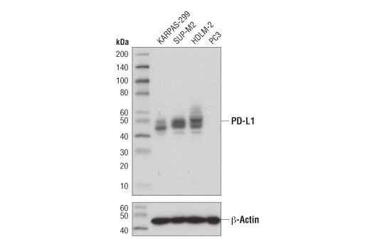 PD-L1 (Extracellular Domain Specific) (E1J2J) Rabbit mAb