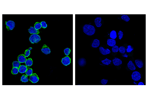 CD8α (RPA-T8) Mouse mAb (FITC Conjugate)