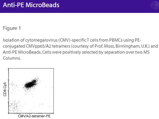 Anti-PE MicroBeads UltraPure