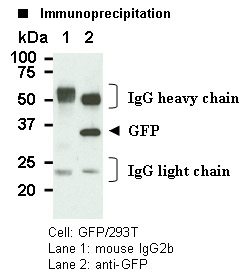 Mouse IgG2b (isotype control)