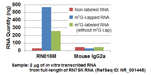 Anti-7-methylguanosine (m7G)-Cap mAb