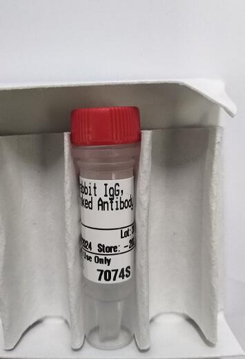 Anti-rabbit IgG, HRP-linked Antibody