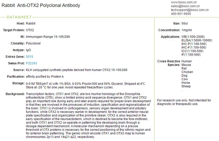 转录因子OTX2抗体