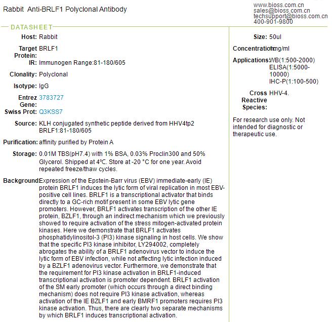 立即早期癌基因BRLF1/鼻咽癌基因抗体