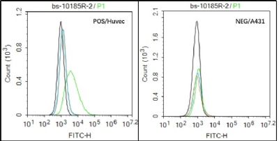趋化样因子受体1抗体