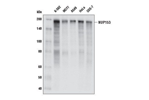 NUP153 (E3I6Z) Rabbit mAb