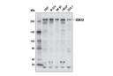 CDK12 Antibody