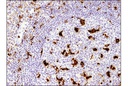 CD68 (D4B9C) XP Rabbit mAb