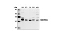 SEK1/MKK4 Antibody