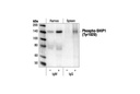 Phospho-SHIP1 (Tyr1020) Antibody