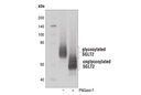 SGLT2 Antibody