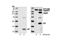 Cleaved Caspase-8 (Asp384) (11G10) Mouse mAb