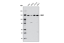 DBC1 Antibody
