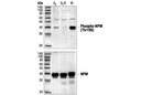 Phospho-NPM (Thr199) Antibody