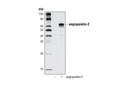 Angiopoietin-2 Antibody