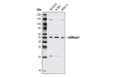 nSMase1 Antibody