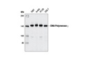 DNA Polymerase γ (D1Y6R) Rabbit mAb
