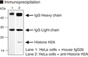 Anti-Histone H2A mAb