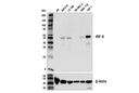 IRF-8 (E6J8Q) Rabbit Monoclonal Antibody